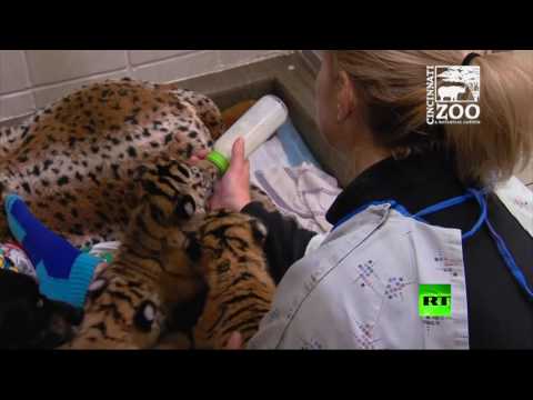 بالفيديو كلبة ترعى 3 أشبال من النمور النادرة