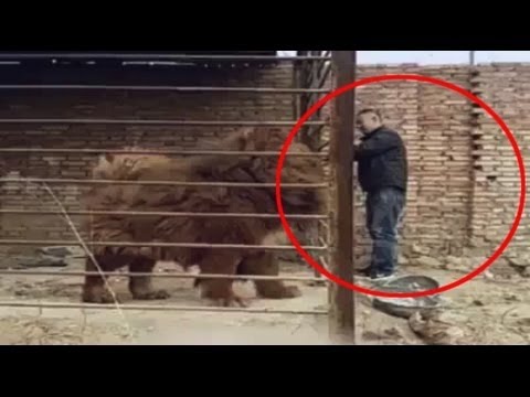 تعرف على كلب الحراسة الأقوى في الصين والأغلى عالميًا