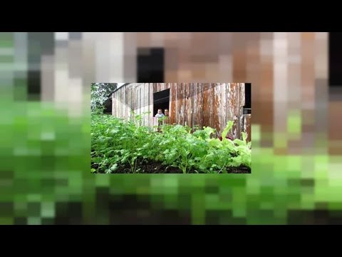بالفيديو  برامج الدعم الزراعي تحاول إنقاذ سكان كولومبيا الأصليين