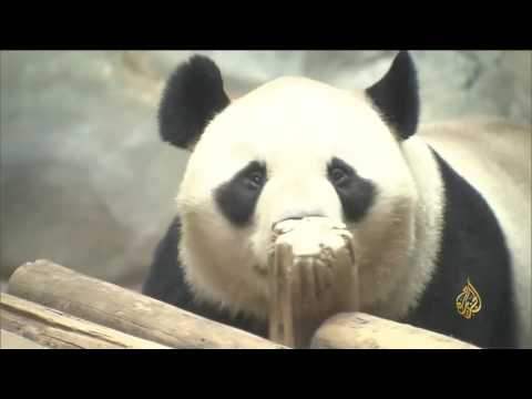 شاهد الباندا استثمار صيني يدر ملايين الدولارات