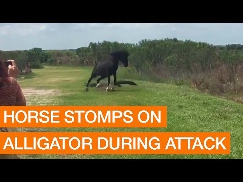 شجار عنيف بين حصان وتمساح