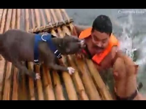 بالفيديو كلبان يتعاونان لإنقاذ صاحبهما من الغرق في تايلاند