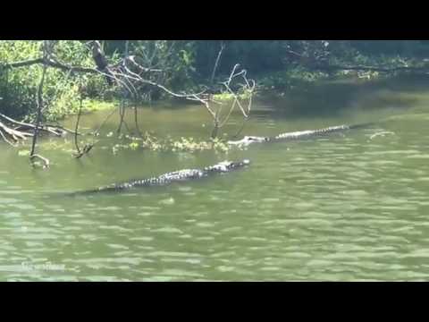 أنثى تمساح تؤدب ذكرًا حاول الاقتراب منها