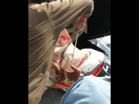 هجوم سمكة قرش على مواطن إماراتي