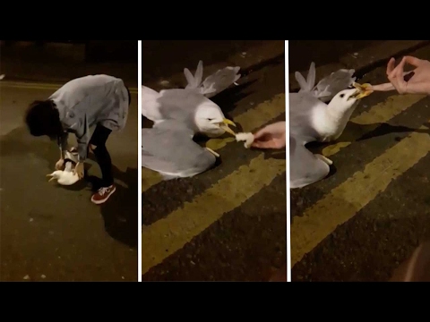 شاهد طائر نورس يرد الجميل و يعض فتاة لحظة انقاذه