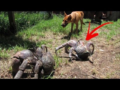 شاهد 6 حيوانات ضخمة لن تصدّق أنّها موجودة في عالمنا