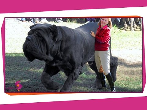 شاهد أضخم 15 كلبًا حول العالم