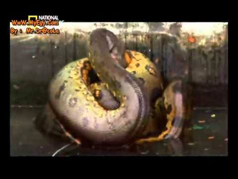 شاهد سادة من أضخم وأفتك الأفاعي