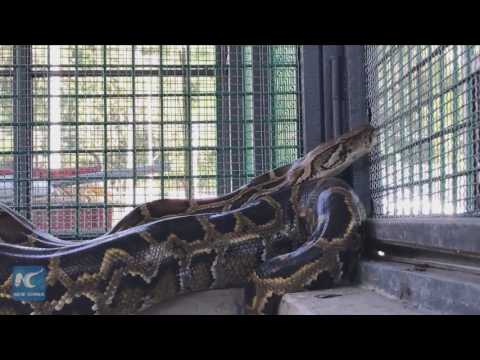 شاهد  ينقذون ثعبانًا ويقتلونه بعد 18 عامًا