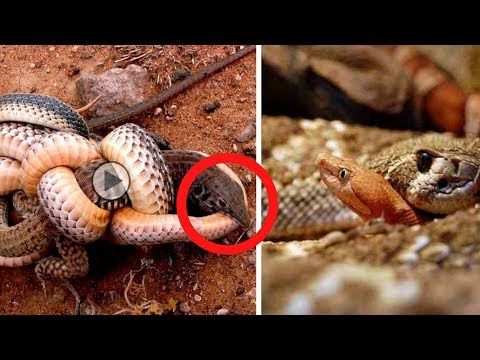 شاهد لقطات غير متوقعة بين أفعى وأم أربعة و أربعين