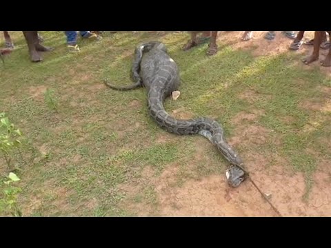 شاهد ثعبان ضخم يبتلع ماعز ويكافح من أجل الحركة