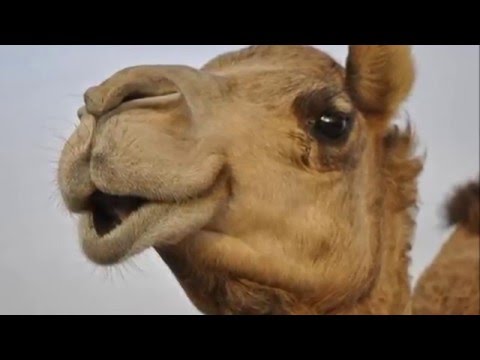 سبب وجوب الوضوء بعد تناول لحم الجمل