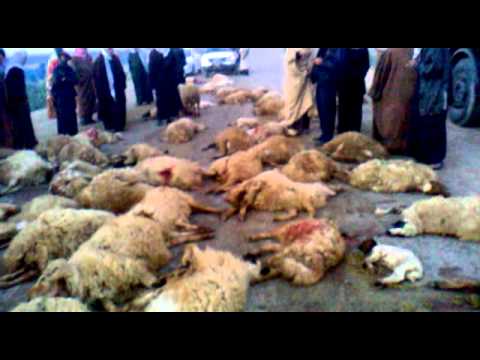 شاهد  دهس قطيع كبير من الخراف