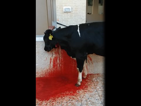 شاهد أغرب طريقة لذبح عجل وهو واقف