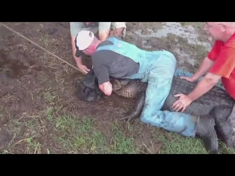 بالفيديو لحظات مرعبة لصيد تمساح