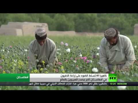 مشاهد كارثية لزراعة الأفيون في أفغانستان