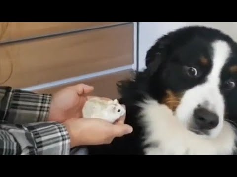 رد فعل طريف لكلب يخشى الهامستر