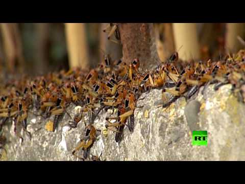 إعلان حالة الطوارئ في روسيا بسبب أسراب الجراد