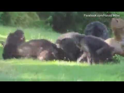 قردة يقتلون شامبانزي بوحشية داخل حديقة حيوان