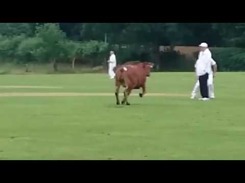 شاهد بقرة غاضبة تقتحم ملعبًا خلال مباراة كريكيت