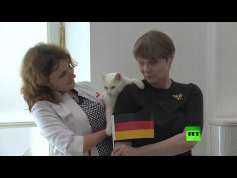 شاهد القط أخيل يتوقع الفائز في المباراة النهائية لكأس القارات