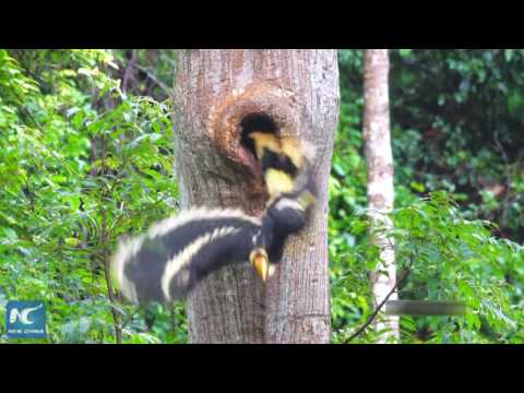 شاهد ظهور نادر لطائر أبو قرن