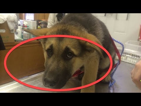 شاهد شيء محير يفعله الكلب كل ليلة 