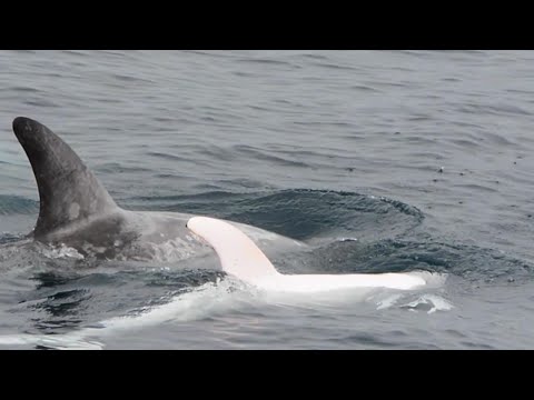 شاهد ظهور دولفين ألبينو نادر قرب سواحل كاليفورنيا