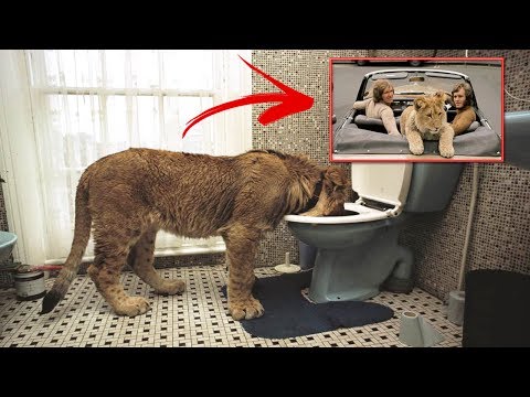 شاهد 5 قصص تبين أن للحيوانات مشاعر كثيرة