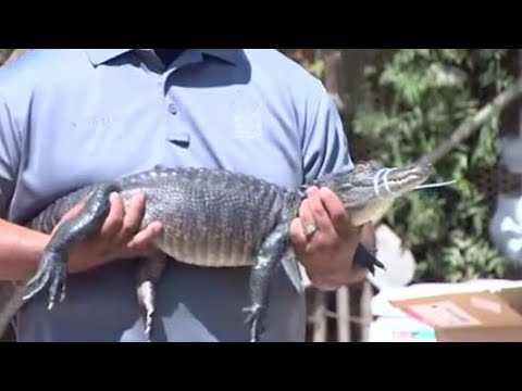 شاهد العثور على عشرات الزواحف القاتلة داخل منزل في كاليفورنيا