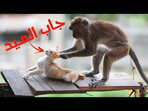 شاهد أكثر مواجهات الحيوانات جنونًا في العالم