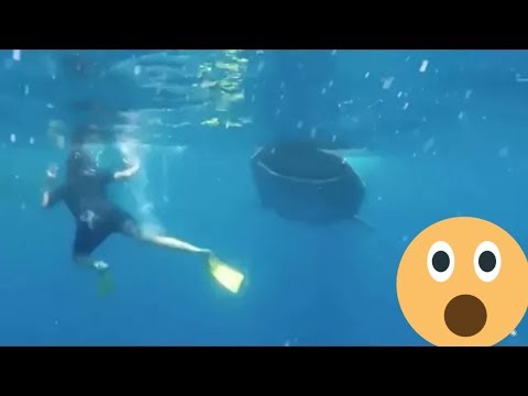 شاهد سيرجيو راموس يسبح مع أضخم سمكة تحت البحر