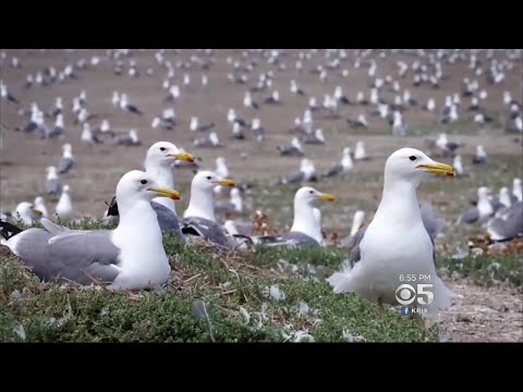 شاهد طيور النورس تغزو سماء كاليفورنيا