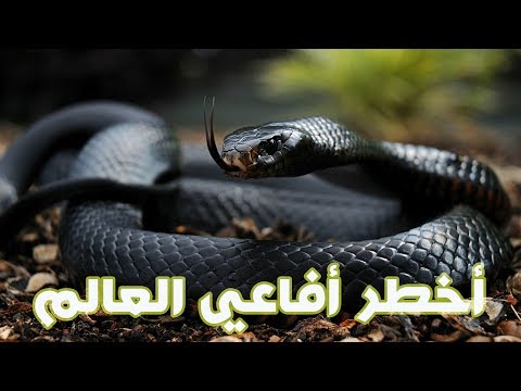 شاهد أخطر ١٠ أفاعي في العالم