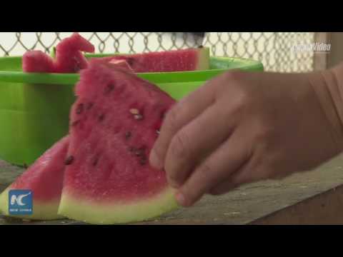 التكييف وشقق البطيخ أبرز طرق مواجهة الحر في حديقة الحيوان