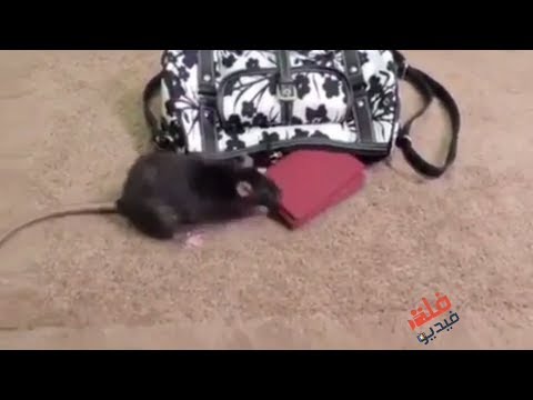 فأر يسرق محفظة نقود من حقيبة نسائية
