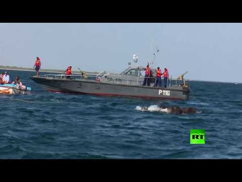 شاهد إنقاذ صغيري فيل من الغرق في الشاطئ