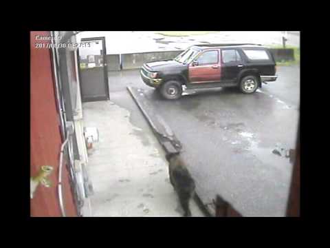 دب سكران يقتحم مخزنًا للخمور في الولايات المتحدة