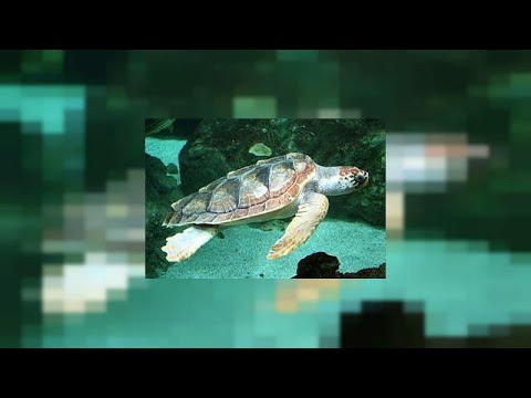 شاهد صغار السلاحف تخرج للاستجمام في شواطىء تركيا