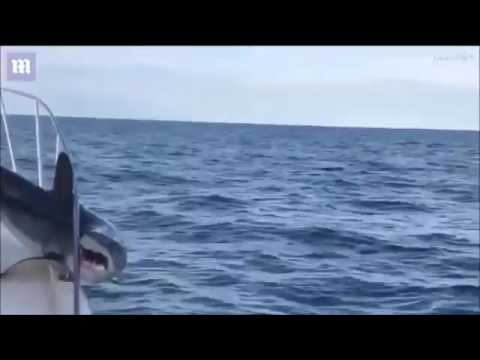 شاهد سمكة قرش محشورة في قارب صيد تثير الرعب