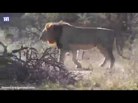 بالفيديو فيل يتغلب على ثلاثة أسود لحماية مياهه