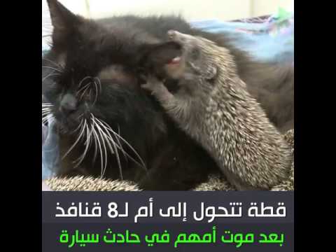 قطة تتحول إلى أم وترضع 8 قنافذ