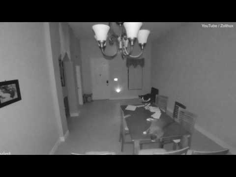 شاهد تصرف قطتين يثير ذعر أصحاب المنزل