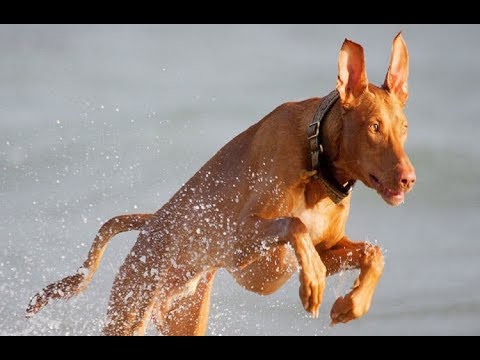 شاهد أغلى 10 كلاب في العالم لعام 2017