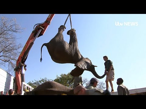 شاهد لحظة نقل مئات الأفيال الأفريقية إلى أماكن آمنة