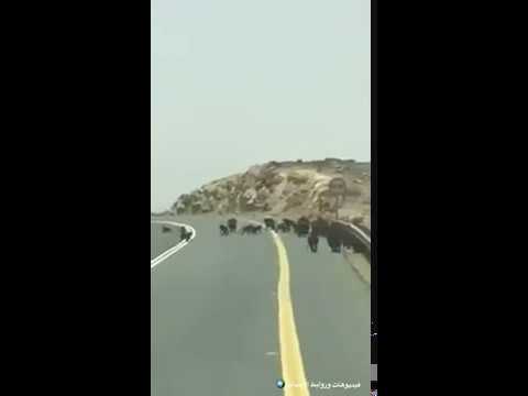 عدد كبير من القرود تقطع الطريق في عسير
