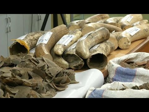 حجز شحنتين من العاج المهرب في مطار كوالالمبور