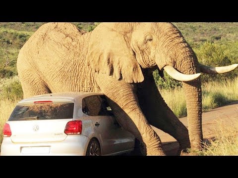 شاهد أفضل هجمات الحيوانات البرية على البشر 2017