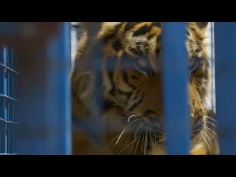 شاهد نقل عشرات الحيوانات السورية إلى تركيا