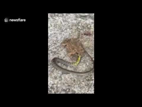 بالفيديو أفعى تخسر معركتها أمام ضفدع جائع